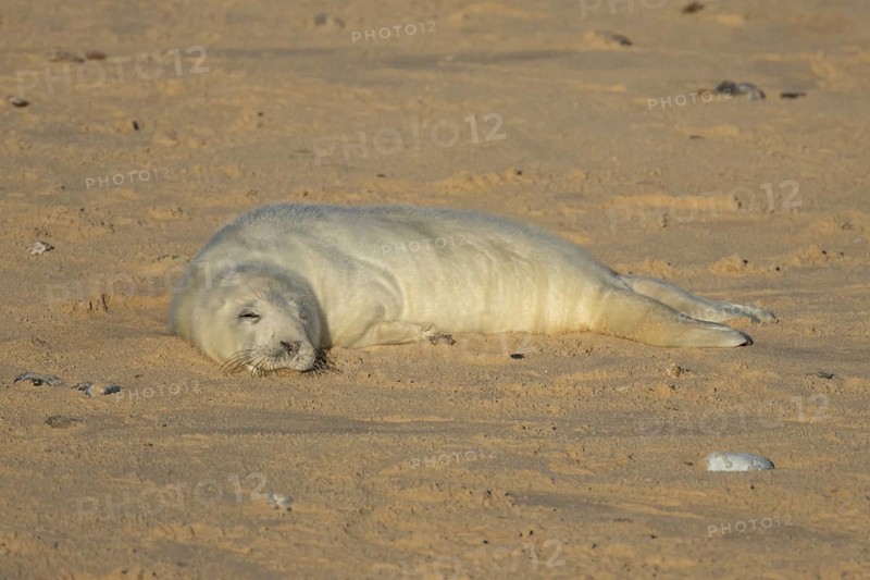 Grey seal (Halichoerus grypus) juvenile baby pup animal sleeping on a sandy beach in winter, England, United Kingdom