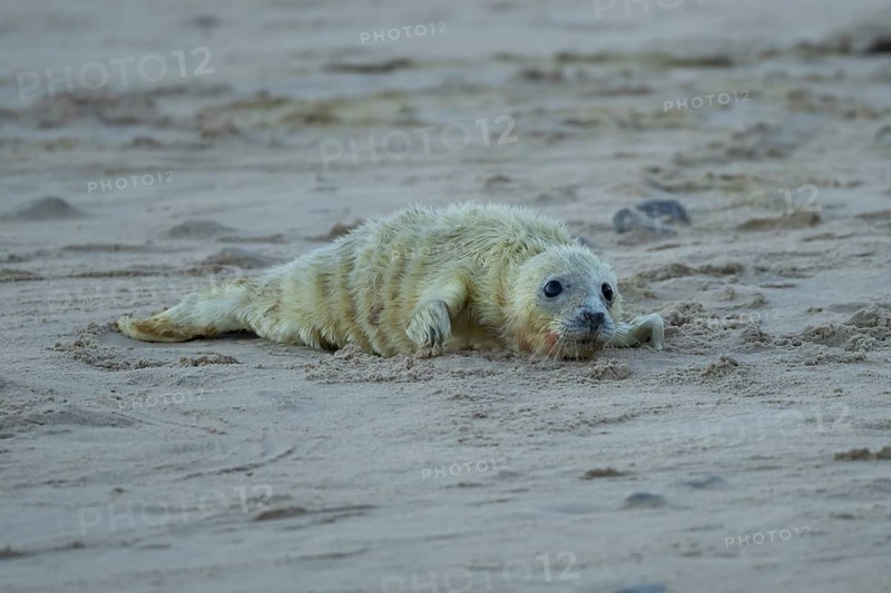 Grey seal (Halichoerus grypus) juvenile baby pup animal resting on a sandy beach in winter, England, United Kingdom