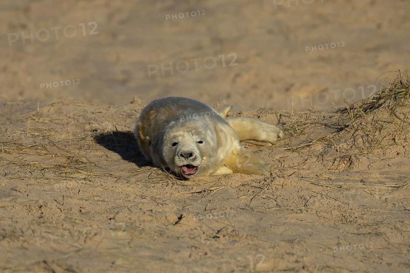 Grey seal (Halichoerus grypus) sleepy juvenile baby pup animal yawning on a sandy beach in winter, England, United Kingdom