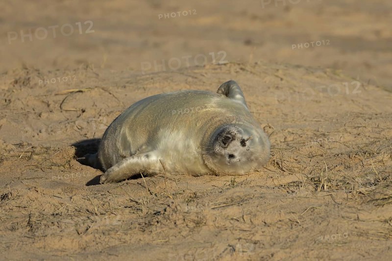Grey seal (Halichoerus grypus) juvenile baby pup animal sleeping on a sand dune on a beach in winter, England, United Kingdom
