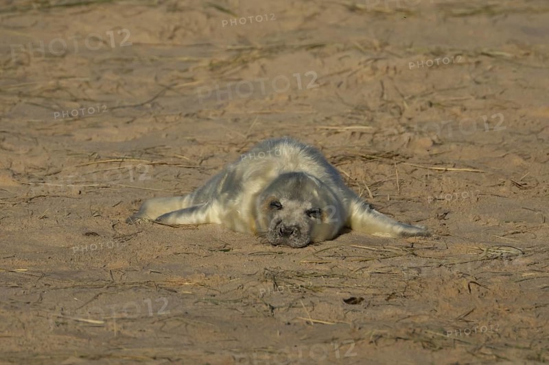 Grey seal (Halichoerus grypus) juvenile baby pup animal sleeping on the sand of a beach in winter, England, United Kingdom