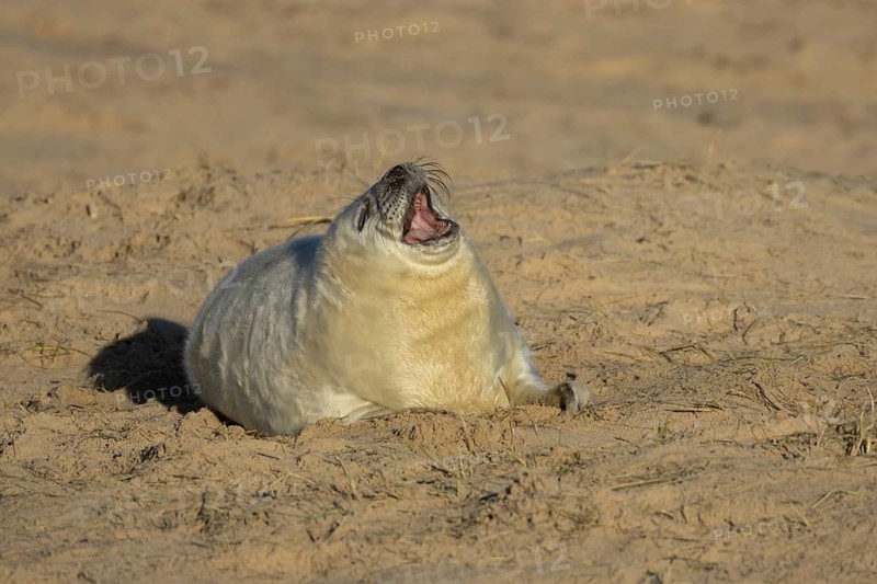 Grey seal (Halichoerus grypus) sleepy juvenile baby pup animal yawning on a sandy beach in winter, England, United Kingdom