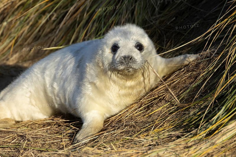Grey seal (Halichoerus grypus) juvenile baby pup animal sleeping by a sand dune on a beach in winter, England, United Kingdom