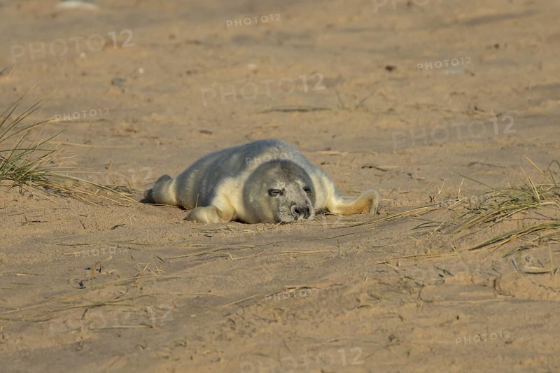 Grey seal (Halichoerus grypus) juvenile baby pup animal sleeping on a sandy beach in winter, England, United Kingdom