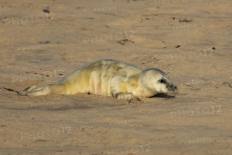 Grey seal (Halichoerus grypus) juvenile baby pup animal on a sandy beach in winter, England, United Kingdom