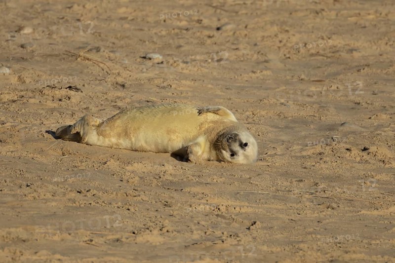 Grey seal (Halichoerus grypus) juvenile baby pup animal resting on a sandy beach in winter, England, United Kingdom
