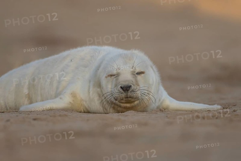 Grey seal (Halichoerus grypus) juvenile baby pup animal sleeping on a sand dune on a beach in winter, England, United Kingdom