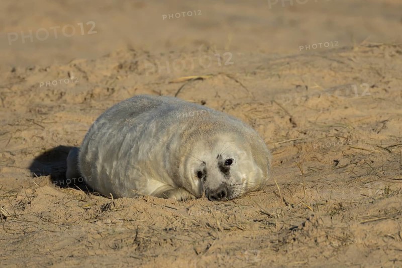 Grey seal (Halichoerus grypus) juvenile baby pup animal resting on a sandy beach in winter, England, United Kingdom