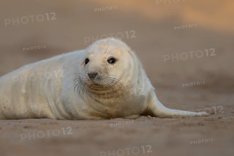 Grey seal (Halichoerus grypus) juvenile baby pup animal resting in a sand dune by a beach in winter, England, United Kingdom