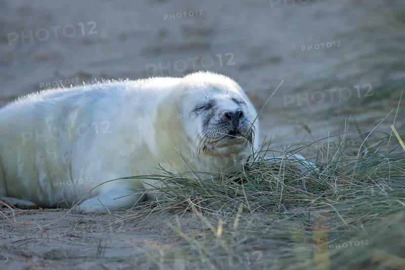 Grey seal (Halichoerus grypus) juvenile baby pup animal sleeping by a sand dune on a beach in winter, England, United Kingdom