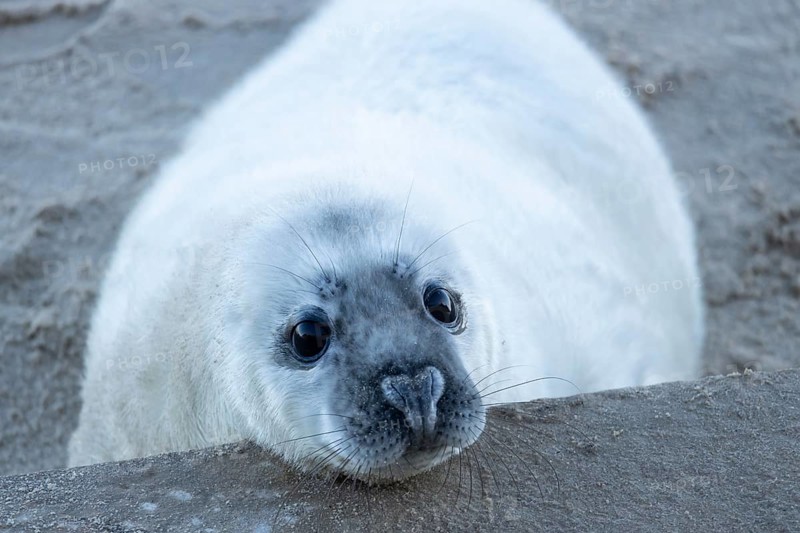 Grey seal (Halichoerus grypus) juvenile baby pup animal resting its head on a sea defence wall on a beach in winter, England, United Kingdom