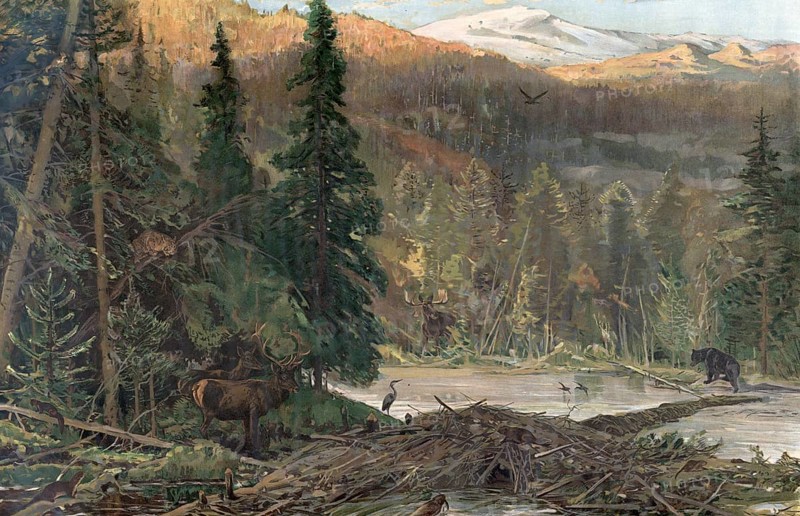 Coniferous forest in North America, Oregon, America, authentic reproduction of a school mural, historic, around 1900