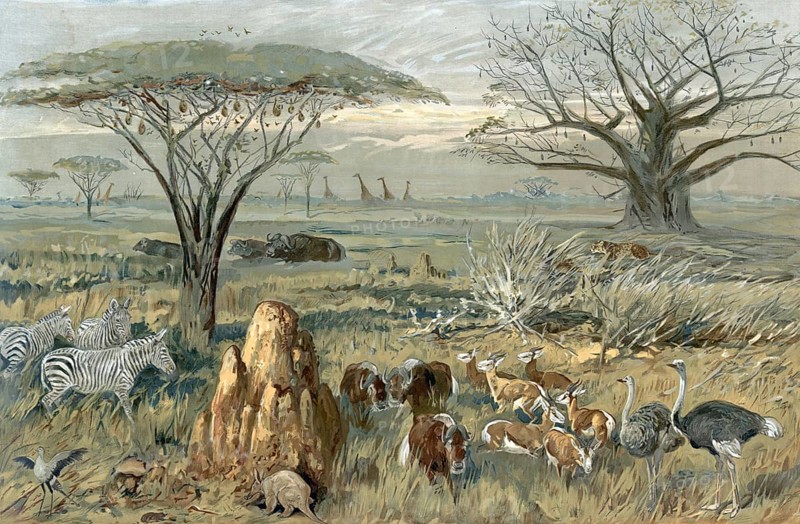 Serengeti, steppe landscape with animals in South Africa, authentic reproduction of a school mural, historic, around 1900