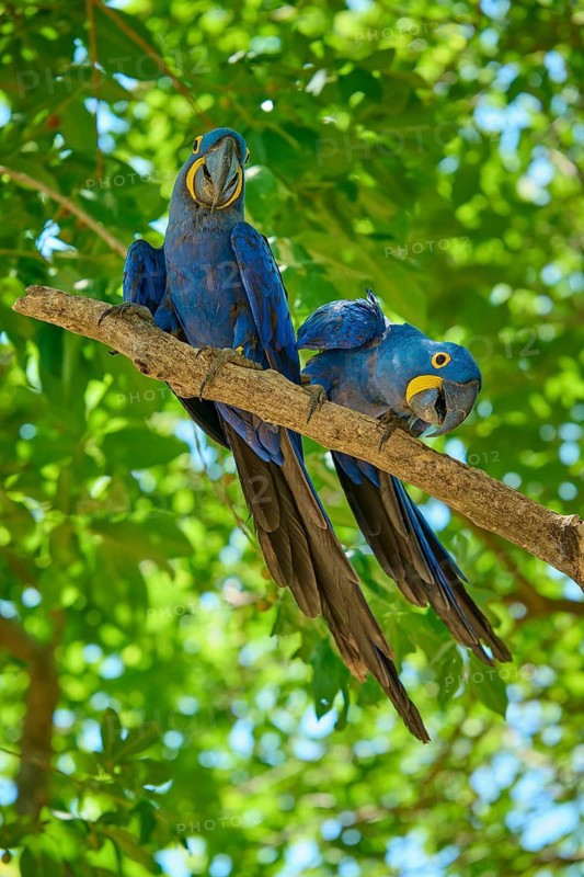 Two blue parrots on a branch with green leaves, one of them tilts its head curiously, Hyacinth Macaw (Anodorhynchus hyacinthinus), Pantanal, UNESCO Biosphere Reserve, World Heritage Site, Mato Grosso, Brazil
