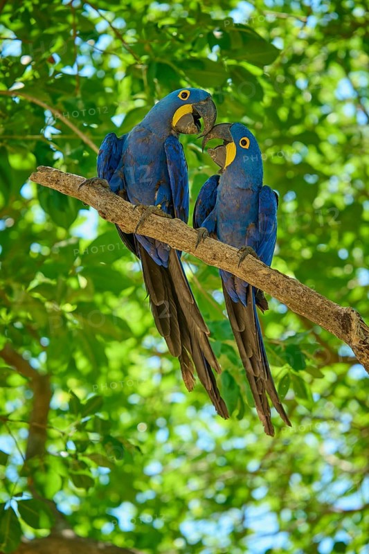 Two parrots on a branch, one singing, surrounded by dense foliage in a tropical atmosphere, Hyacinth Macaw (Anodorhynchus hyacinthinus), Pantanal, UNESCO Biosphere Reserve, World Heritage Site, Mato Grosso, Brazil