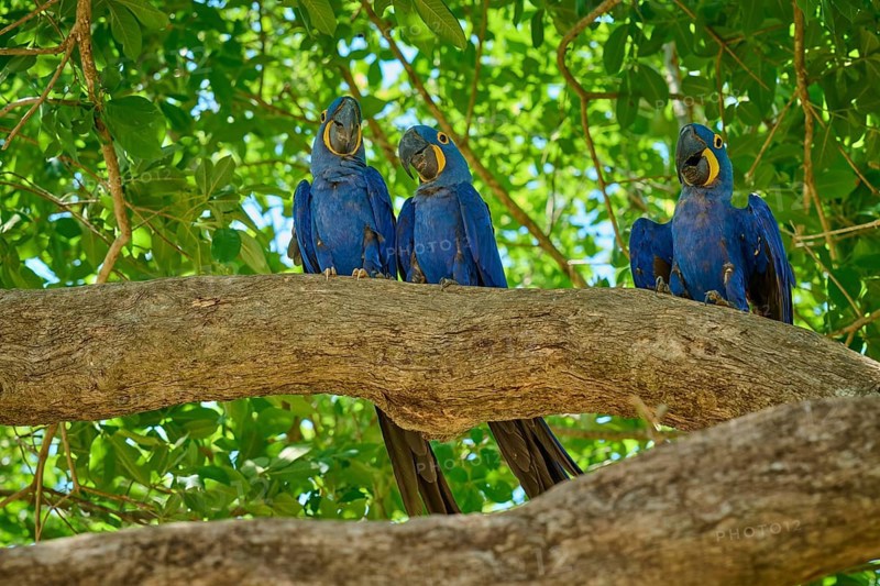 Three parrots sitting on a branch, surrounded by leaves in sunny weather, Hyacinth Macaw (Anodorhynchus hyacinthinus), Pantanal, UNESCO Biosphere Reserve, World Heritage Site, Mato Grosso, Brazil