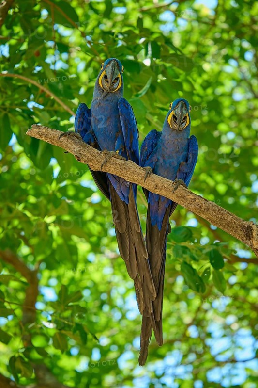 Two blue parrots side by side on a narrow branch surrounded by dense foliage, Hyacinth Macaw (Anodorhynchus hyacinthinus), Pantanal, UNESCO Biosphere Reserve, World Heritage Site, Mato Grosso, Brazil