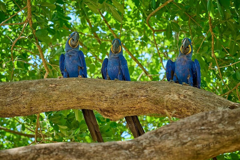 Three Hyacinth Macaws on a branch under green foliage in daylight, Hyacinth Macaw (Anodorhynchus hyacinthinus), Pantanal, UNESCO Biosphere Reserve, World Heritage Site, Mato Grosso, Brazil