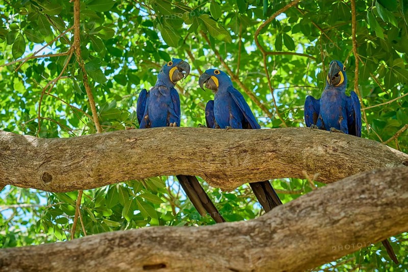 Three blue parrots sitting on a branch surrounded by green leaves on a sunny day, Hyacinth Macaw (Anodorhynchus hyacinthinus), Pantanal, UNESCO Biosphere Reserve, World Heritage Site, Mato Grosso, Brazil