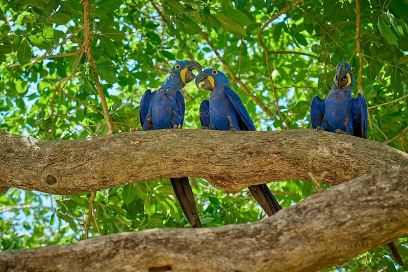 Three blue macaws next to each other on a tree branch in a green natural environment, Hyacinth Macaw (Anodorhynchus hyacinthinus), Pantanal, UNESCO Biosphere Reserve, World Heritage Site, Mato Grosso, Brazil