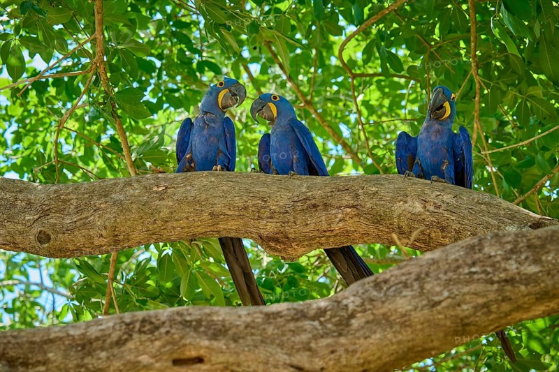 Three blue parrots on a branch with green leaves in the background on a sunny day, Hyacinth Macaw (Anodorhynchus hyacinthinus), Pantanal, UNESCO Biosphere Reserve, World Heritage Site, Mato Grosso, Brazil