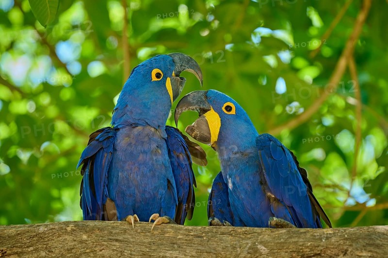 Pair of blue macaws on a branch, in a tropical, lively natural setting, Hyacinth Macaw (Anodorhynchus hyacinthinus), Pantanal, UNESCO Biosphere Reserve, World Heritage Site, Mato Grosso, Brazil