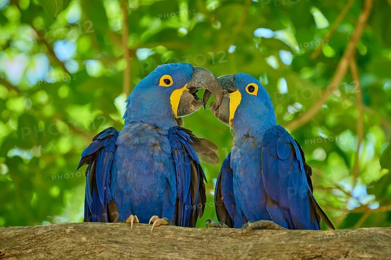 Two blue macaws perched on a branch in a living natural environment, Hyacinth Macaw (Anodorhynchus hyacinthinus), Pantanal, UNESCO Biosphere Reserve, World Heritage Site, Mato Grosso, Brazil
