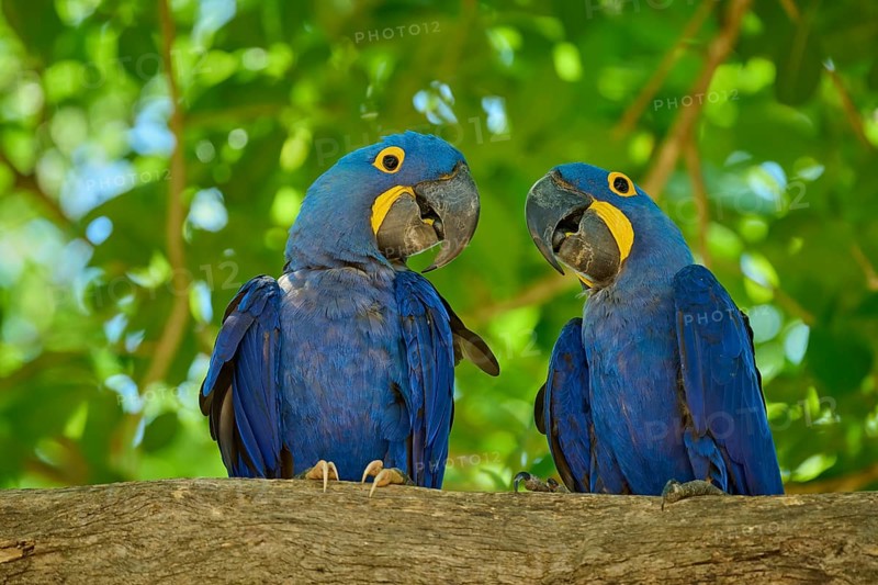 Two blue macaws sitting on a branch in a tropical environment under green leaves, Hyacinth Macaw (Anodorhynchus hyacinthinus), Pantanal, UNESCO Biosphere Reserve, World Heritage Site, Mato Grosso, Brazil
