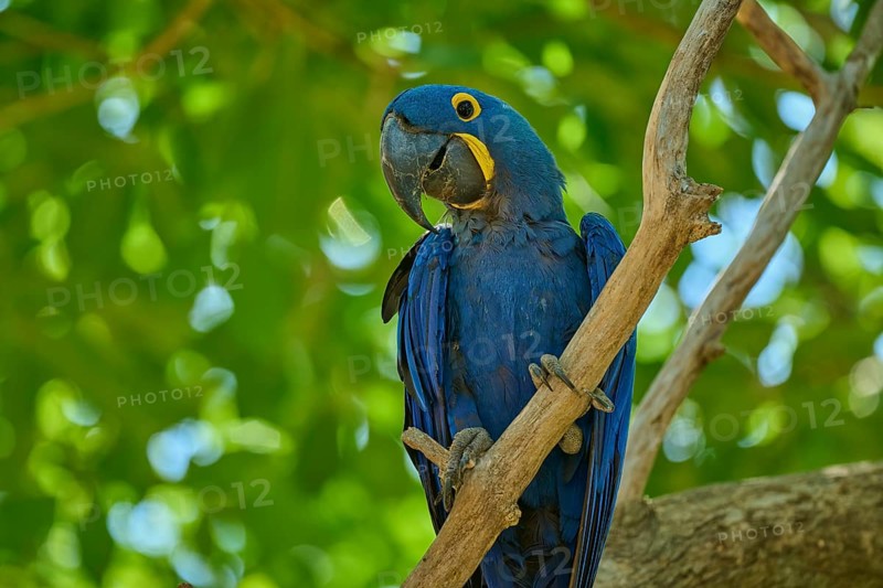 A blue parrot clings to a branch surrounded by tropical greenery, Hyacinth Macaw (Anodorhynchus hyacinthinus), Pantanal, UNESCO Biosphere Reserve, World Heritage Site, Mato Grosso, Brazil