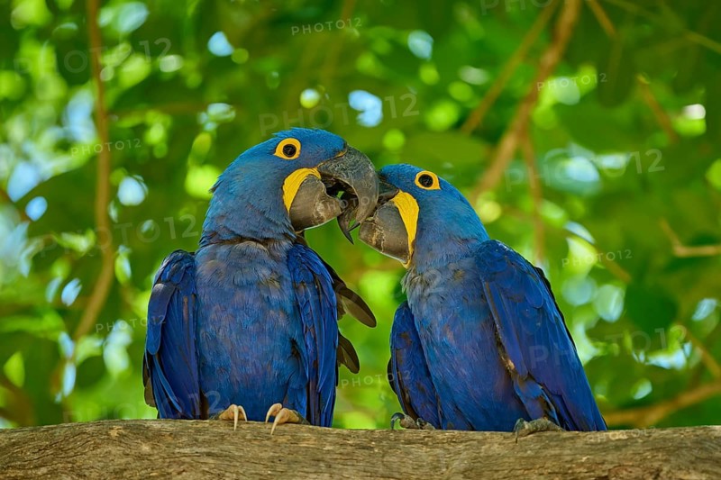 Two blue parrots sitting close together on a tree, surrounded by greenery, Hyacinth Macaw (Anodorhynchus hyacinthinus), Pantanal, UNESCO Biosphere Reserve, World Heritage Site, Mato Grosso, Brazil