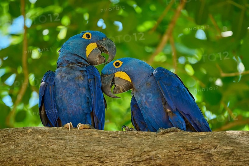 Two blue parrots sitting in close interaction on a tree branch, Hyacinth Macaw (Anodorhynchus hyacinthinus), Pantanal, UNESCO Biosphere Reserve, World Heritage Site, Mato Grosso, Brazil