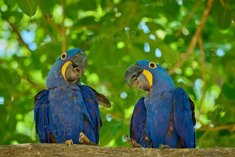 Pair of blue macaws sitting on a branch surrounded by green nature, Hyacinth Macaw (Anodorhynchus hyacinthinus), Pantanal, UNESCO Biosphere Reserve, World Heritage Site, Mato Grosso, Brazil