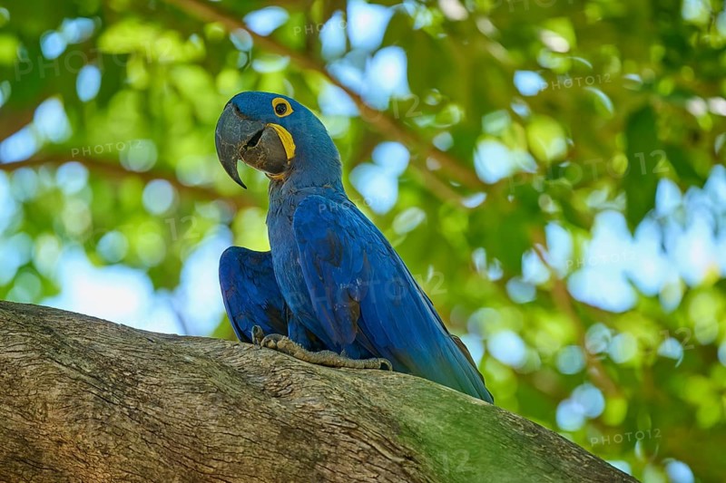 A single blue parrot sitting on a branch in the tropical light, Hyacinth Macaw (Anodorhynchus hyacinthinus), Pantanal, UNESCO Biosphere Reserve, World Heritage Site, Mato Grosso, Brazil