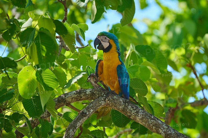 A colourful parrot sits on a branch amidst green leaves under a blue sky, Yellow-breasted Macaw (Ara ararauna), Pantanal, UNESCO Biosphere Reserve, World Heritage Site, Mato Grosso, Brazil