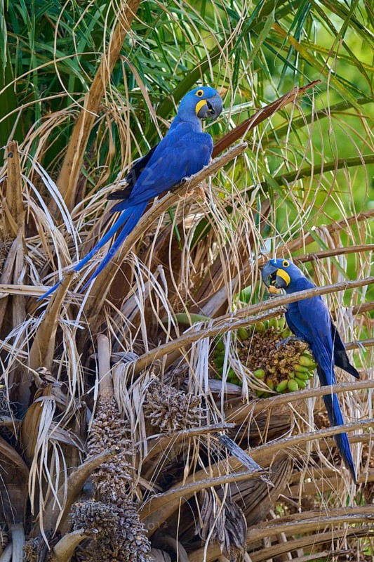 Two parrots with vivid blue feathers on dry branches in front of palm trees, Hyacinth Macaw (Anodorhynchus hyacinthinus), Pantanal, UNESCO Biosphere Reserve, World Heritage Site, Mato Grosso, Brazil