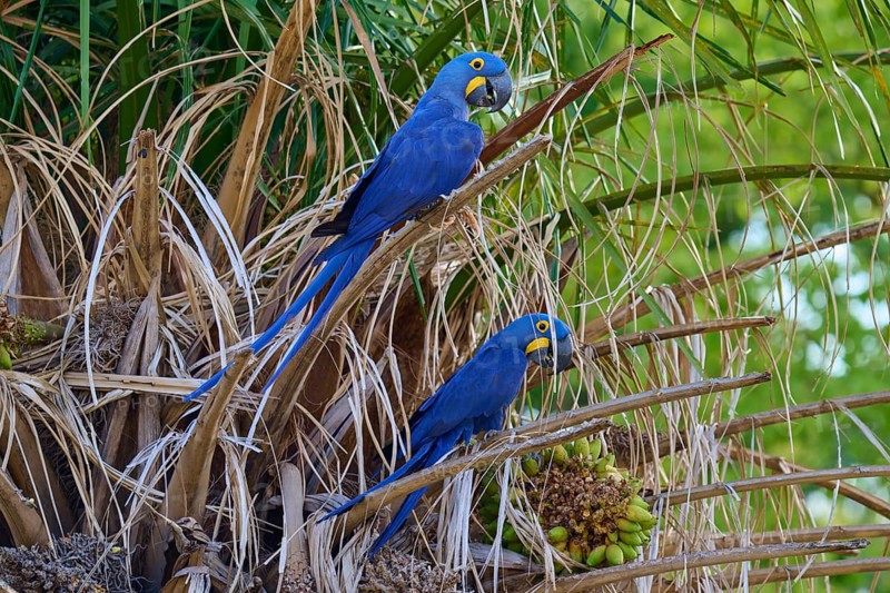 Two blue parrots sitting on a palm tree in a tropical environment, Hyacinth Macaw (Anodorhynchus hyacinthinus), Pantanal, UNESCO Biosphere Reserve, World Heritage Site, Mato Grosso, Brazil
