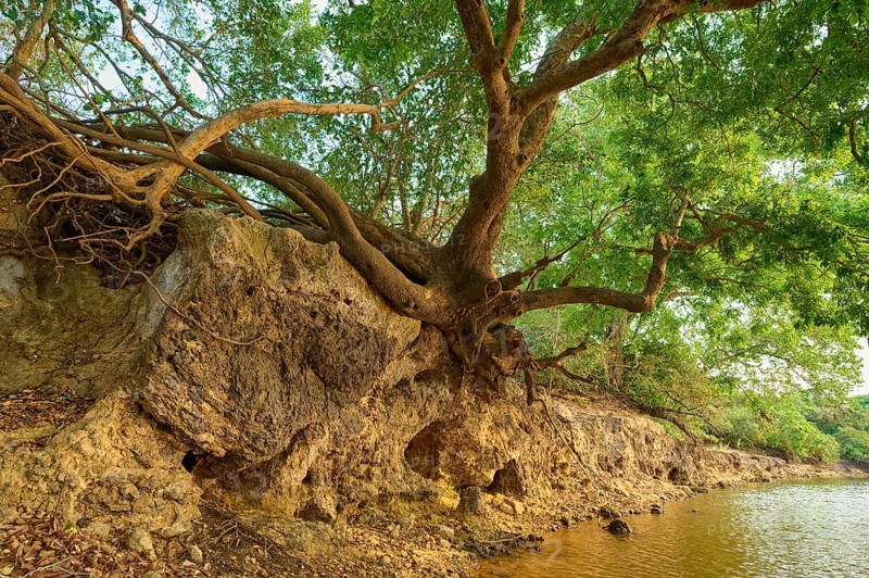 Old tree with branched roots on the banks of a river, peaceful shade, Rio Negro, Fazenda Barranco Alto, Pantanal, UNESCO Biosphere Reserve, World Heritage Site, Mato Grosso, Brazil