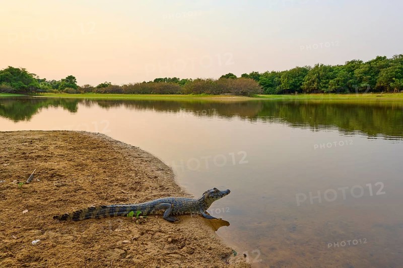 Yacare caiman (Caiman yacare, Caiman crocodilus yacara), resting on the river bank at sunrise, surrounded by calm waters and green vegetation, Rio Negro, Fazenda Barranco Alto, Pantanal, UNESCO Biosphere Reserve, World Heritage Site, Mato Grosso, Brazil