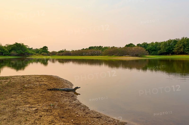 Yacare caiman (Caiman yacare, Caiman crocodilus yacara), lying on the riverbank at sunset, surrounded by dense vegetation and calm water, Rio Negro, Fazenda Barranco Alto, Pantanal, UNESCO Biosphere Reserve, World Heritage Site, Mato Grosso, Brazil