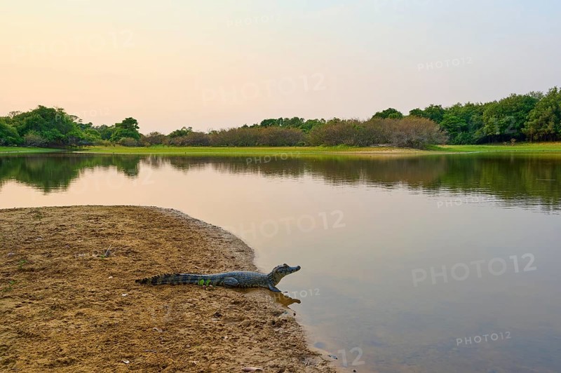 Yacare caiman (Caiman yacare, Caiman crocodilus yacara), on the banks of a river at sunrise, peaceful natural scenery with trees and calm water, Rio Negro, Fazenda Barranco Alto, Pantanal, UNESCO Biosphere Reserve, World Heritage Site, Mato Grosso, Brazil
