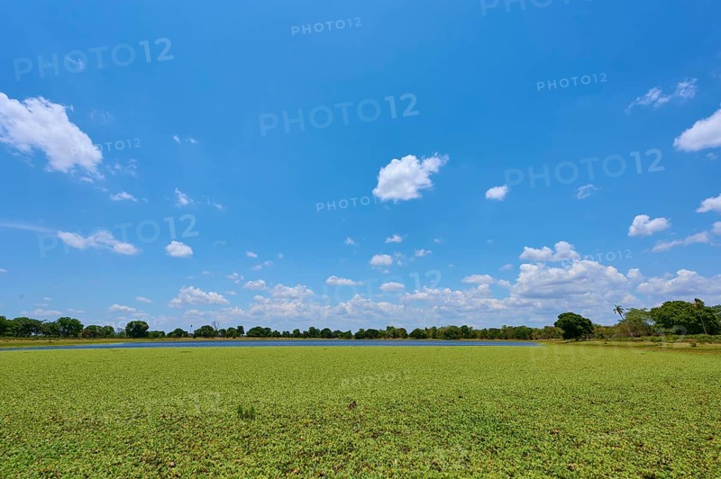 Clouds on a clear blue sky over a wide lake with lettuce, Fazenda Barranco Alto, Pantanal, UNESCO Biosphere Reserve, World Heritage Site, Mato Grosso, Brazil