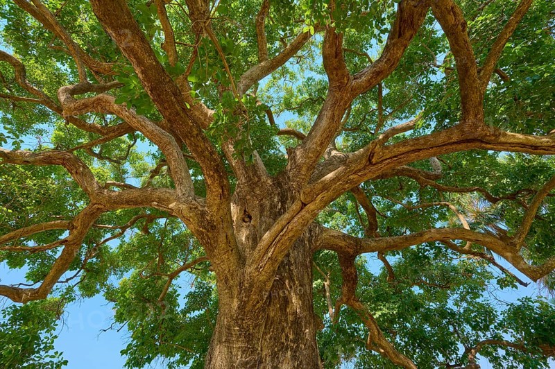View of the treetop with branching branches and green foliage, Fazenda Barranco Alto, Pantanal, UNESCO Biosphere Reserve, World Heritage Site, Mato Grosso, Brazil
