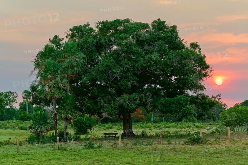 Sunrise behind a large tree with a bench nearby, Fazenda Barranco Alto, Pantanal, UNESCO Biosphere Reserve, World Heritage Site, Mato Grosso, Brazil