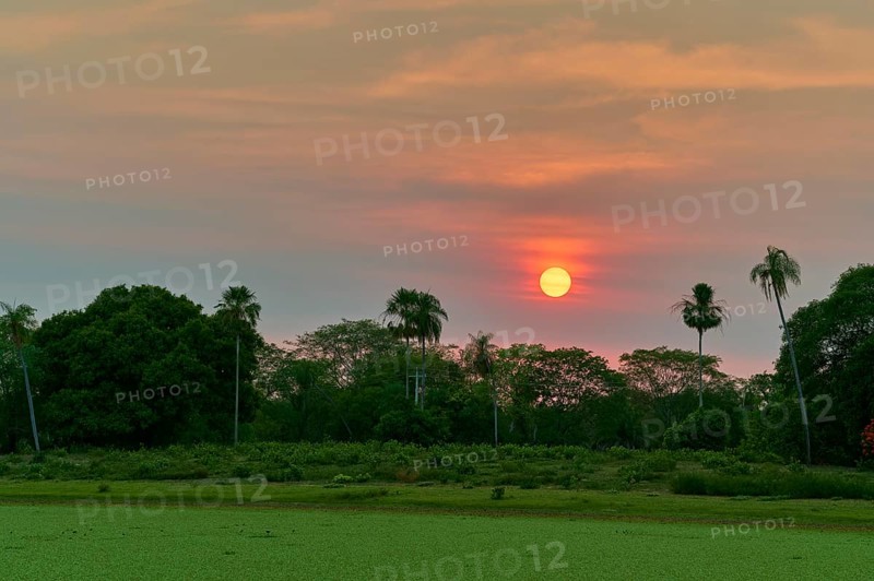Bright sunrise behind palm trees with wide meadow in the foreground, Fazenda Barranco Alto, Pantanal, UNESCO Biosphere Reserve, World Heritage Site, Mato Grosso, Brazil