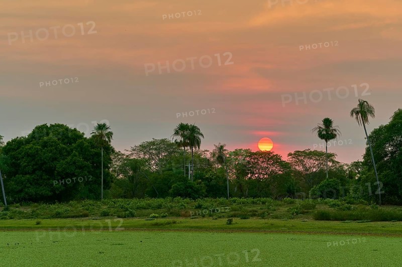 Sunrise behind palm trees with green foreground and colorful sky, Fazenda Barranco Alto, Pantanal, UNESCO Biosphere Reserve, World Heritage Site, Mato Grosso, Brazil