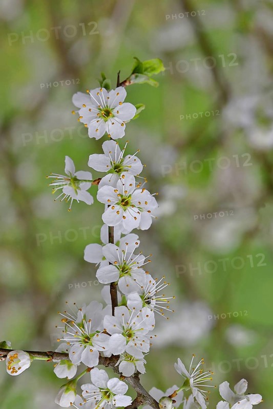 Blossom branch, blackthorn (Prunus spinosa), also known as blackthorn, close-up with bokeh in the background, Wilnsdorf, North Rhine-Westphalia, Germany