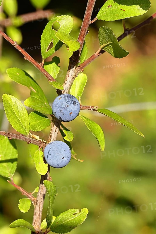 Blackthorn (Prunus spinosa), branch with ripe fruit, autumn, Wilnsdorf, North Rhine-Westphalia, Germany