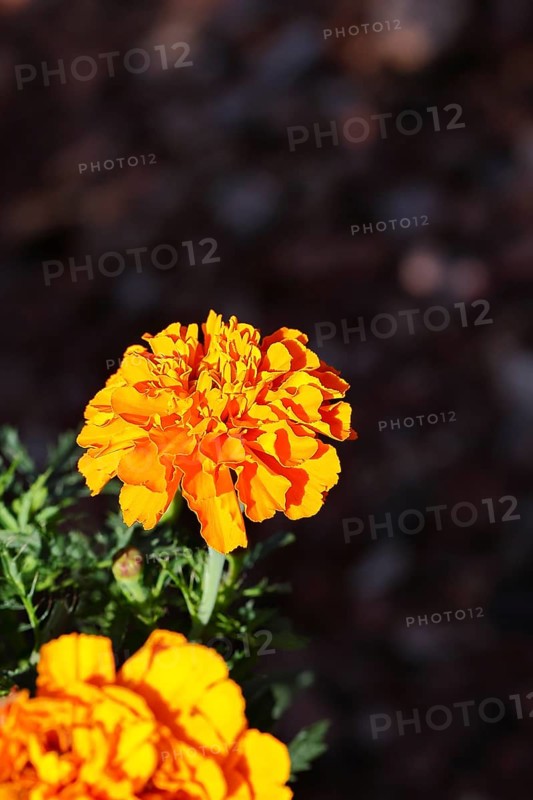 Bright orange flower of Tagetes erecta in close-up under sunlight with dark background, in a garden, Wilnsdorf, North Rhine-Westphalia, Germany