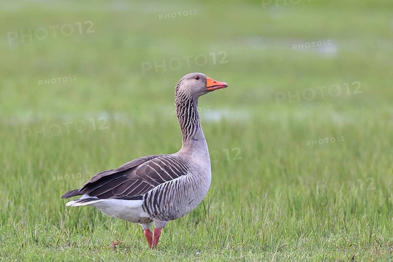 Grey goose (Anser anser) on a moor, DÃ¼mmer, Lake DÃ¼mmer, Ochsenmoor, HÃ¼de, Lower Saxony, Germany