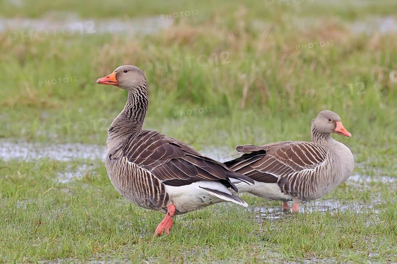 Grey goose (Anser anser) pair on a moor, DÃ¼mmer, Lake DÃ¼mmer, Ochsenmoor, HÃ¼de, Lower Saxony, Germany